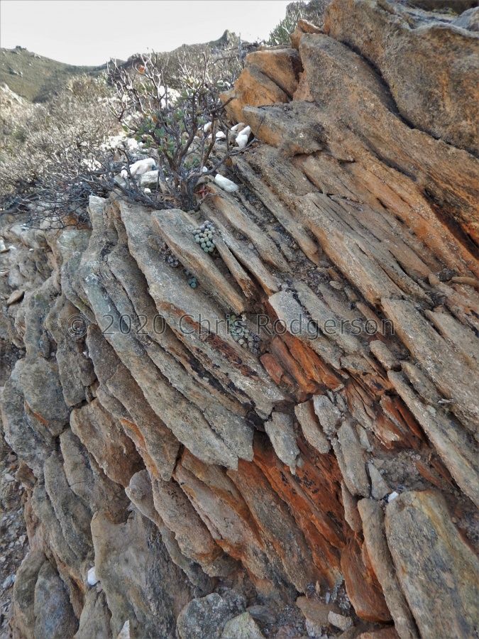 orbicum S Eksteenfontein (8).JPG