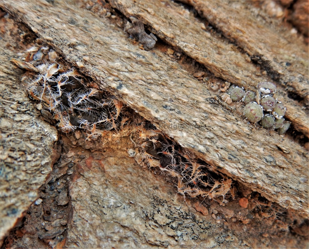 orbicum S Eksteenfontein (9)