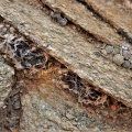 orbicum S Eksteenfontein (9)