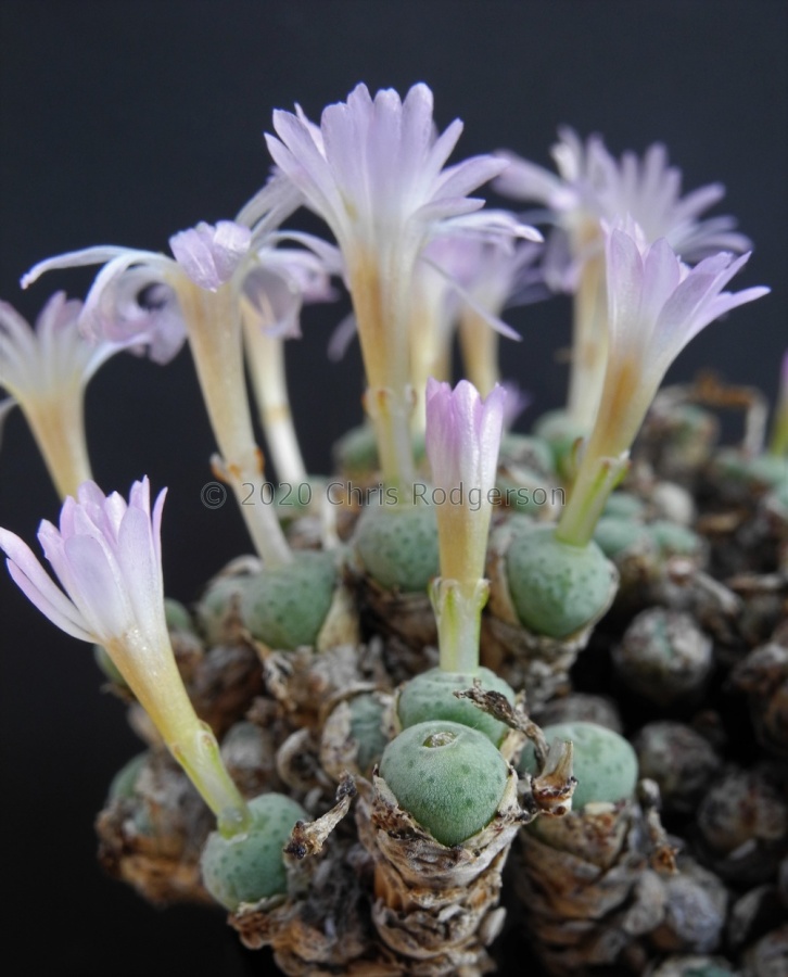 orbicum clonotype SUG9330.JPG