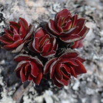 globularioides