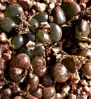 pellucidum 'pardicolor' MG.1444.38