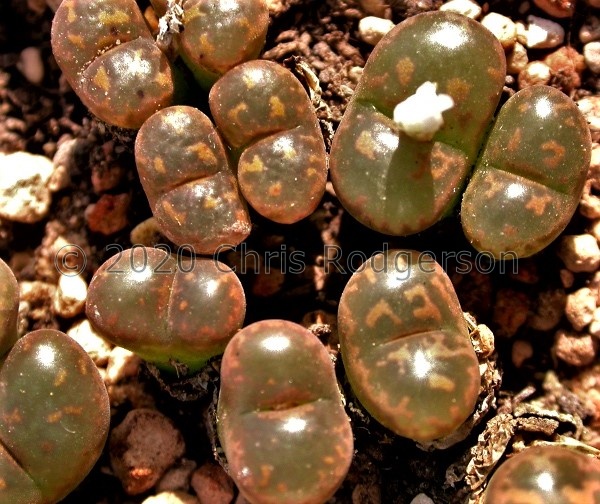 pellucidum 'pardicolor' RR1112