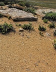pellucidum 'pardicolor' Springbok (4)