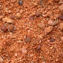 pellucidum