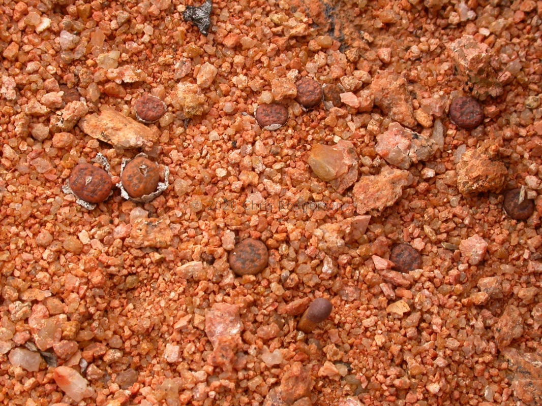 pellucidum sp.nova NW Kliprand (2)