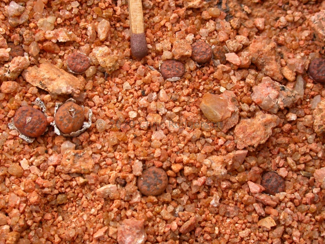 pellucidum sp.nova NW Kliprand (3)