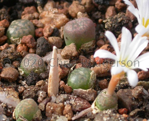 pellucidum sp.nova NW Kliprand