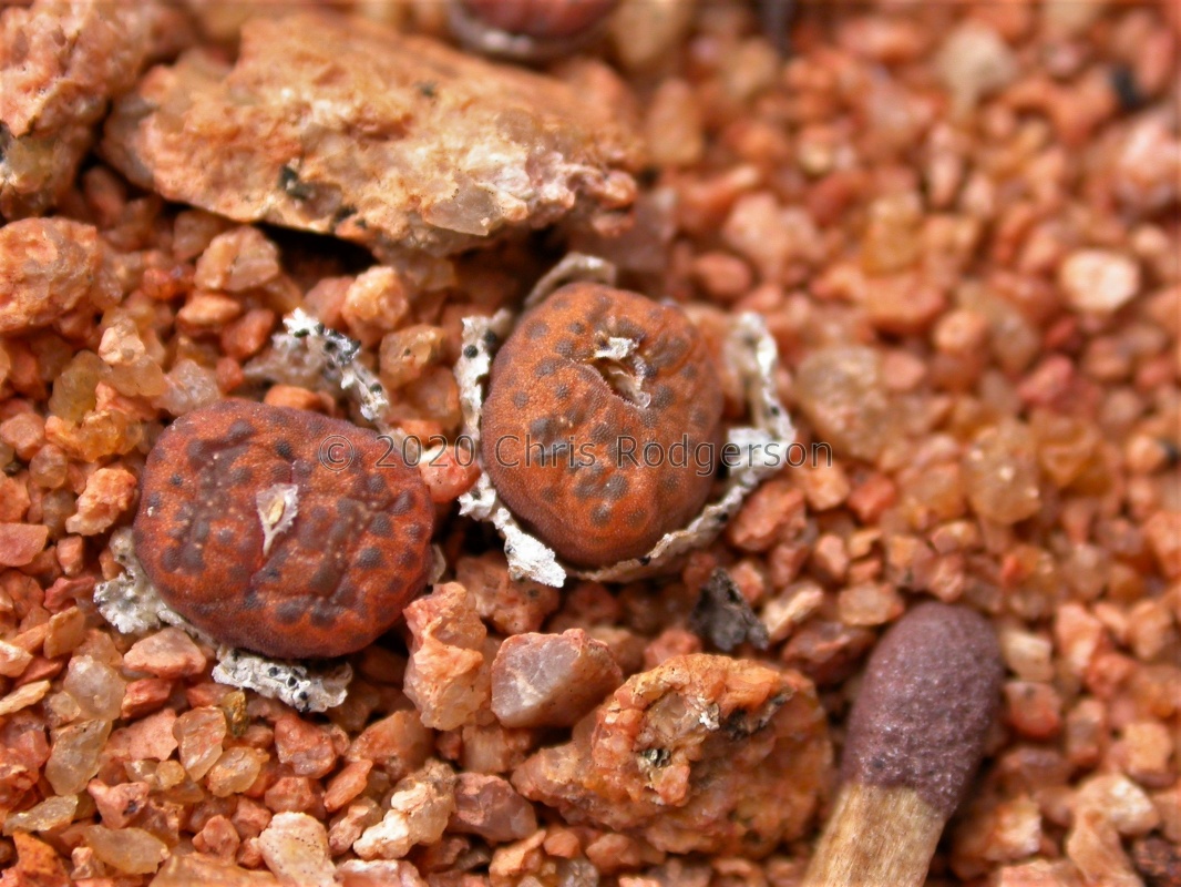 pellucidum sp.nova NW Kliprand (4)