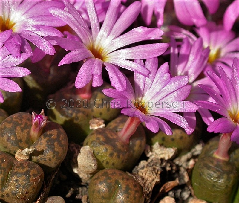 pellucidum ssp.cupreatum E Kliprand