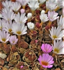 pellucidum ssp.cupreatum MG1415.15