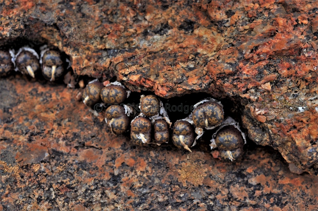 pellucidum ssp.cupreatum S Kliprand 1936 (2)