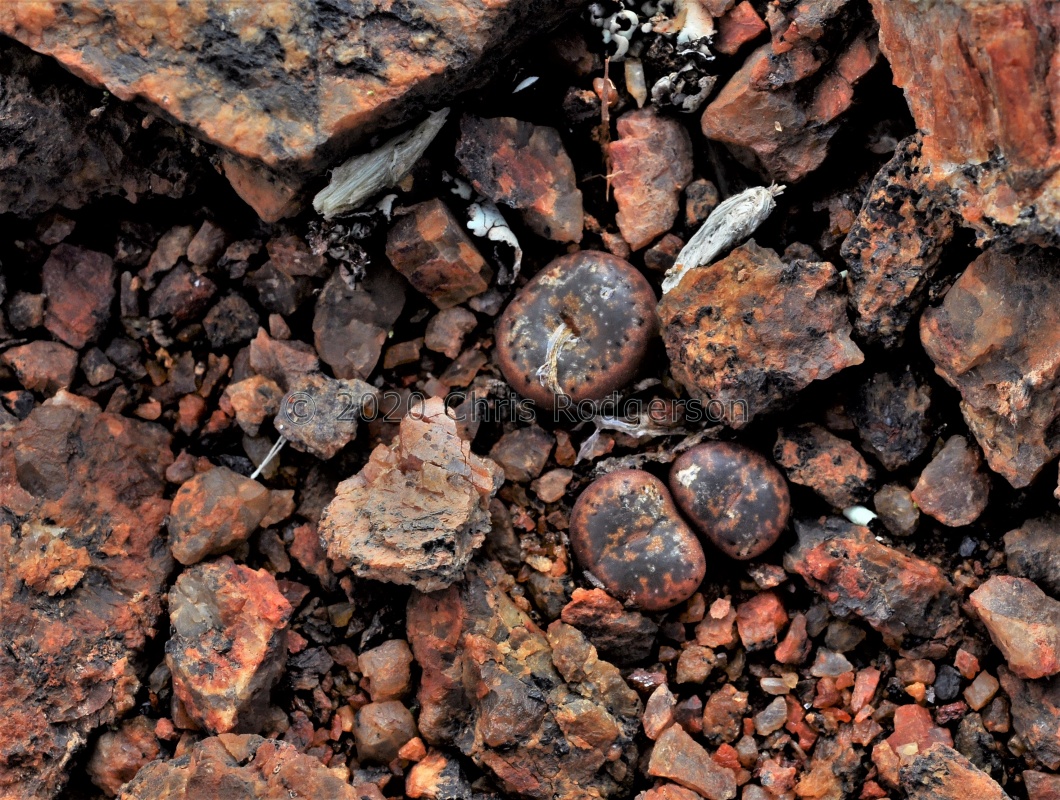 pellucidum ssp.cupreatum S Kliprand 1936