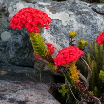 coccinea