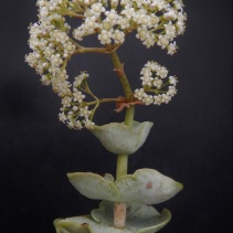badspoortensis
