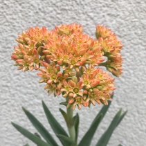 perfoliata