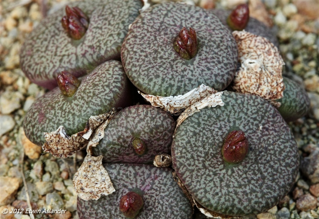 obcordellum var.ceresianum (photo Etwin Aslander)
