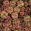 orbicularis (photo Etwin Aslander)