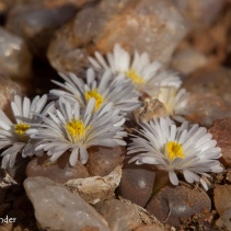 friedrichiae