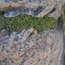 lanceolata
