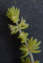 lanceolata Graaff Reinet (2)