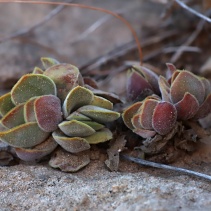 lanuginosa
