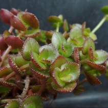 spathulata