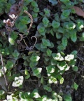 pellucida Mathunzini (photo James Deacon)