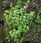 pellucida Somerset East (photo James Deacon)