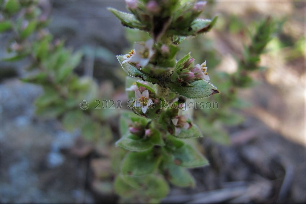 obovata Somerset East (photo James Deacon)