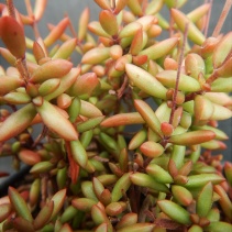 radicans