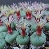 truncatum