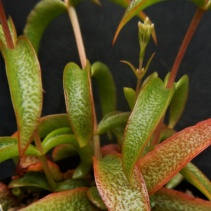 foveata