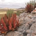 western Bushmanland