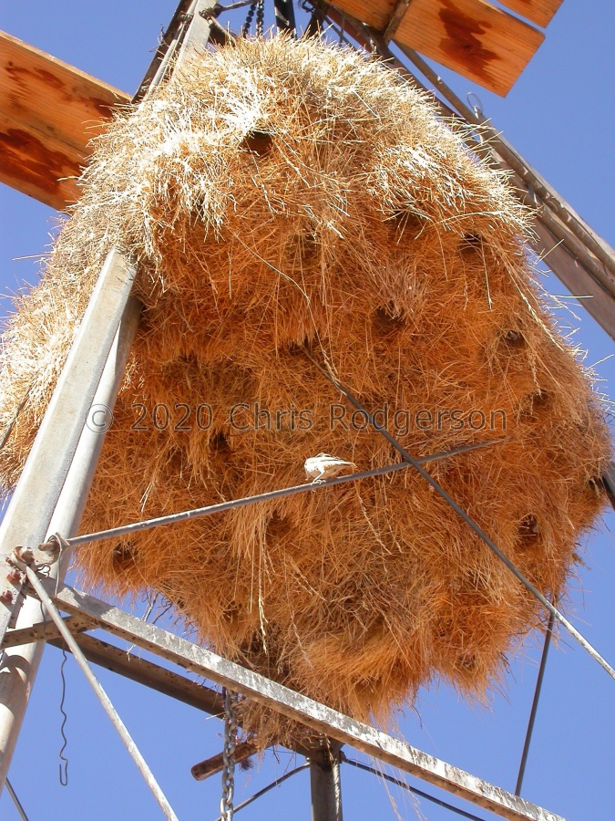 weaver bird nest.JPG