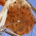 weaver bird nest