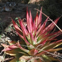 acinaciformis