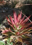 acinaciformis (photo Jacquie Koutsoudis)