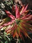 acinaciformis (photo Jacquie Koutsoudis)