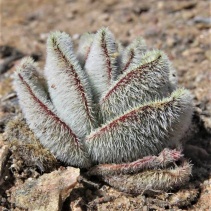 tomentosa