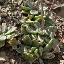 humilis