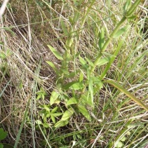 crenulata