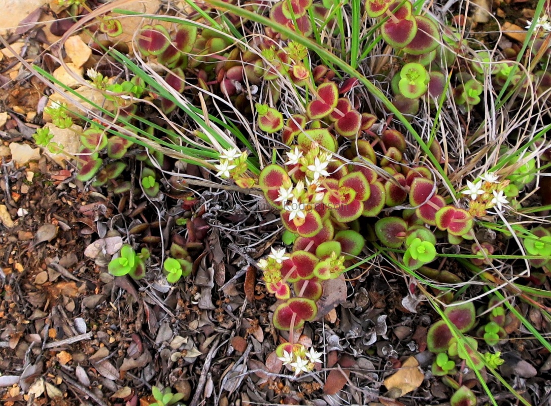 pellucida (photo James Deacon)