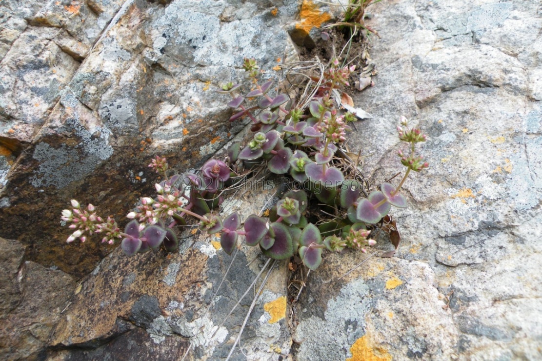 pellucida Baviaans (photo James Deacon)