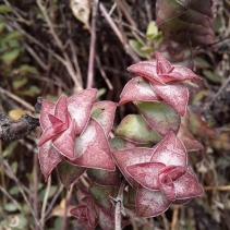 perforata