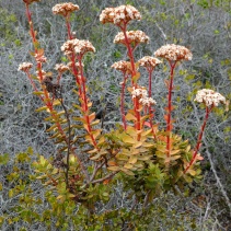 rubricaulis