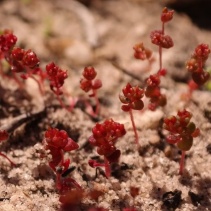 umbellata