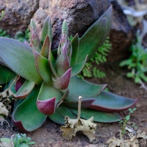 brachystachya