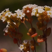 ficiformis