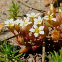 sebaeoides